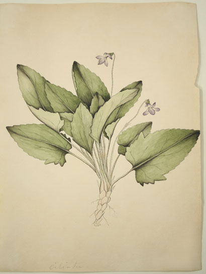 Viola_16